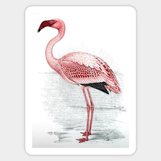 Single pink flamingo Sticker